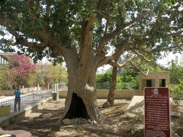 Pohon Ara